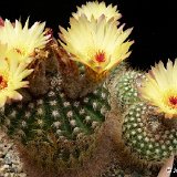 Notocactus concinnus ex apricus ©JLcoll.3391.JPG